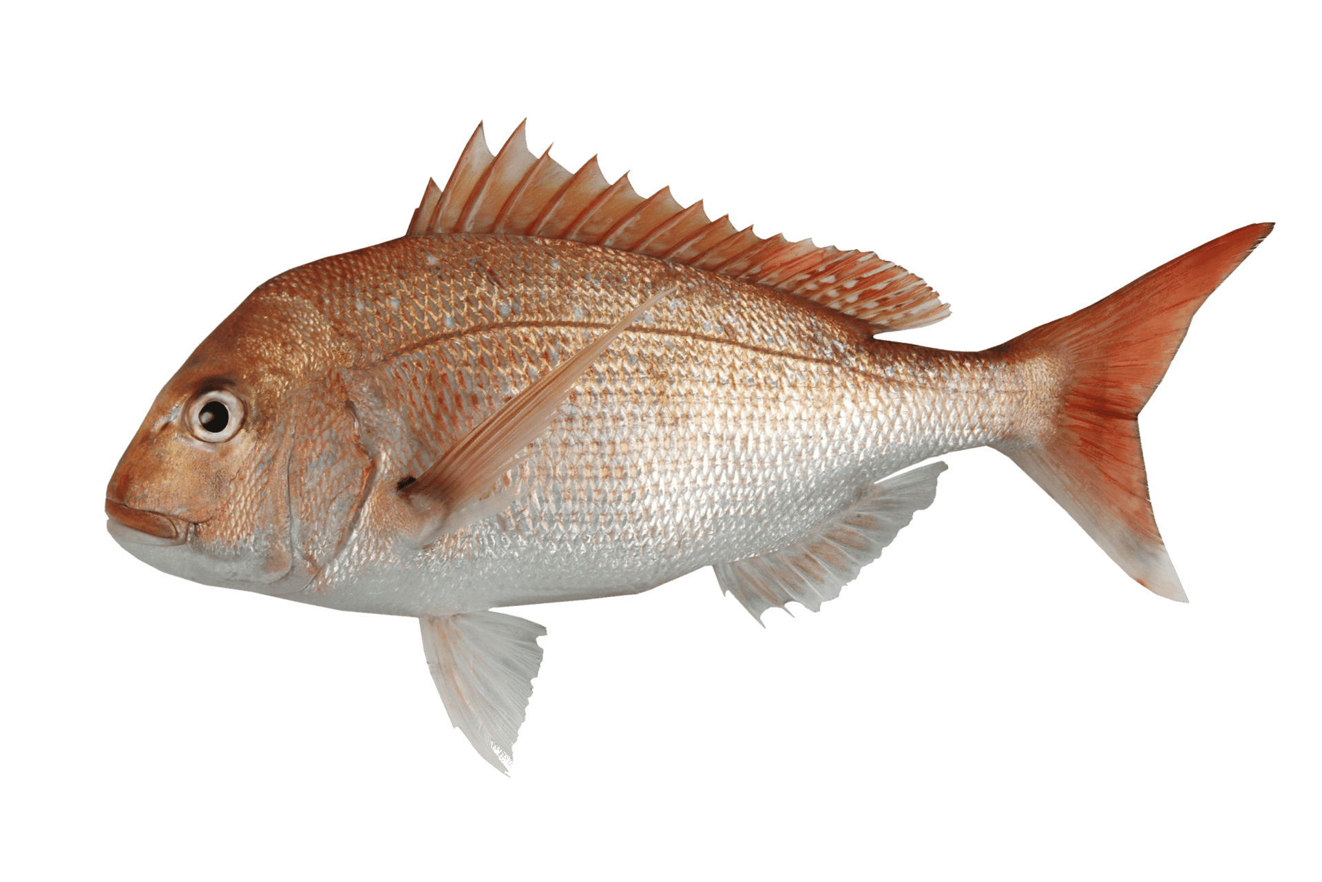 Snapper