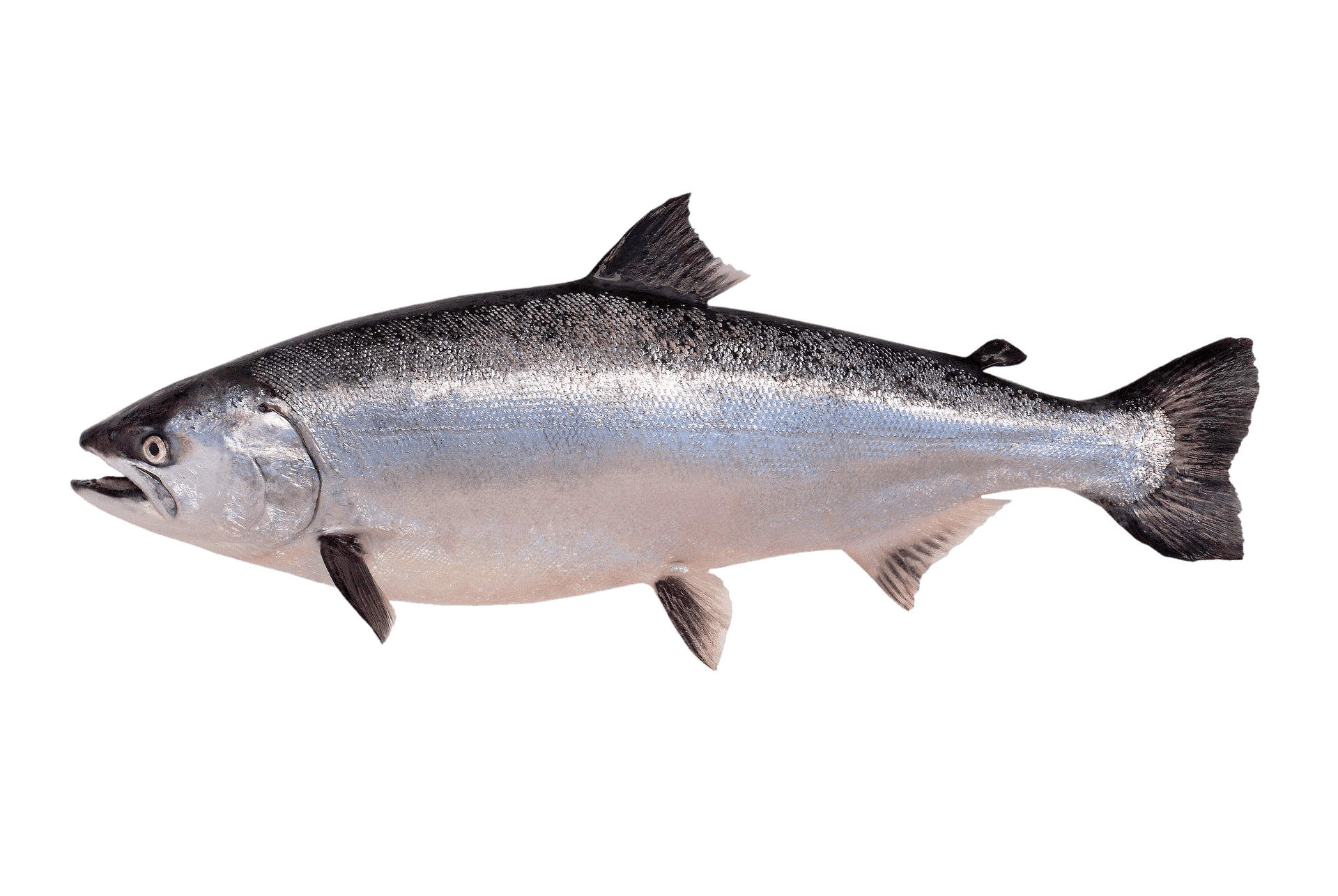 King salmon