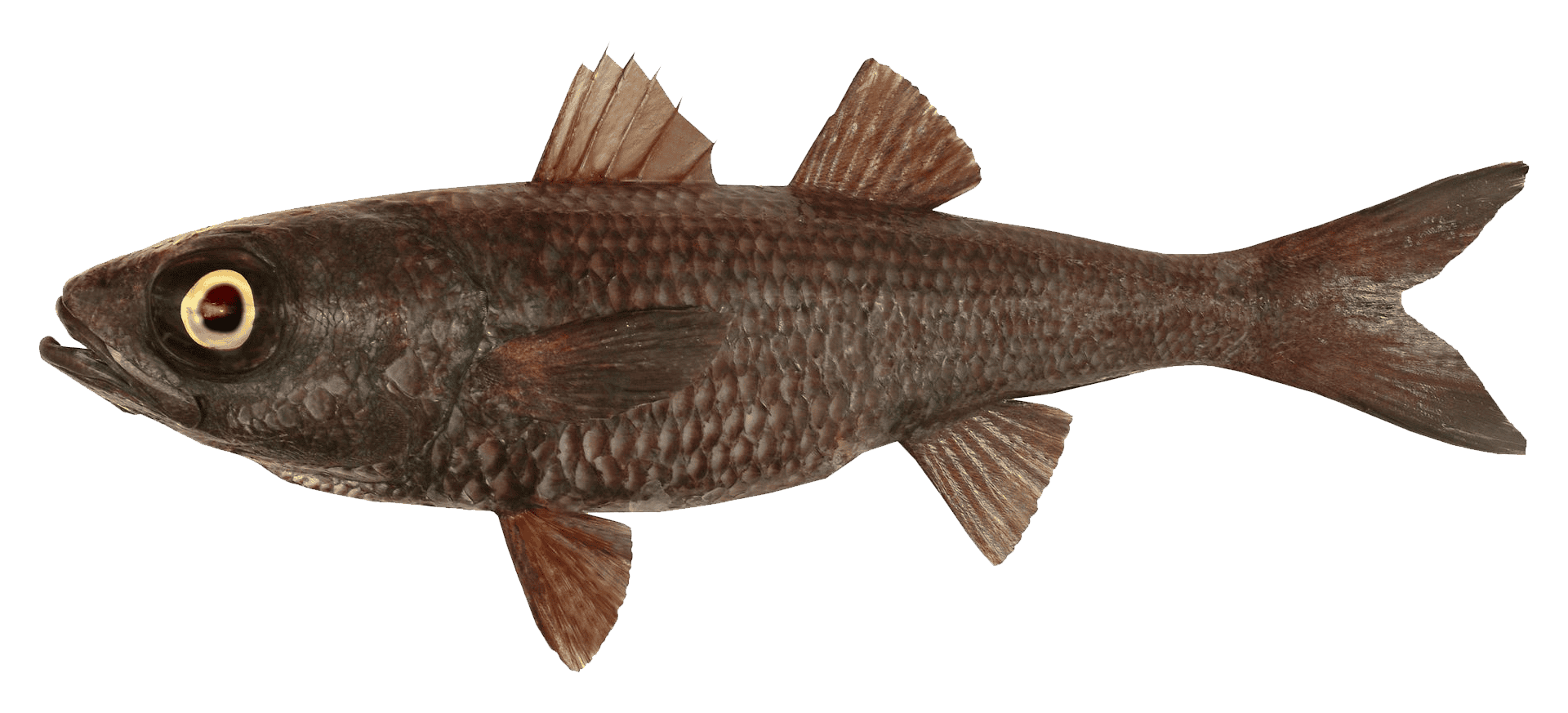 Black cardinalfish