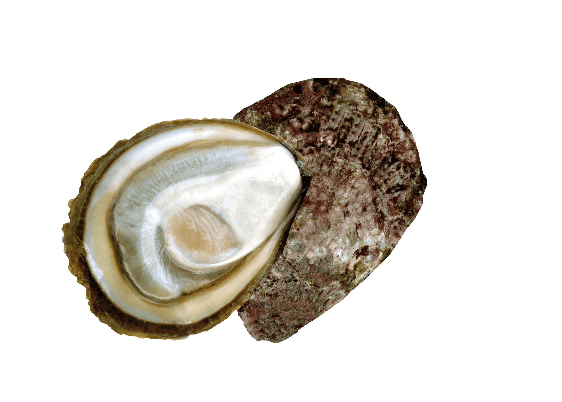 Bluff (dredge) oysters