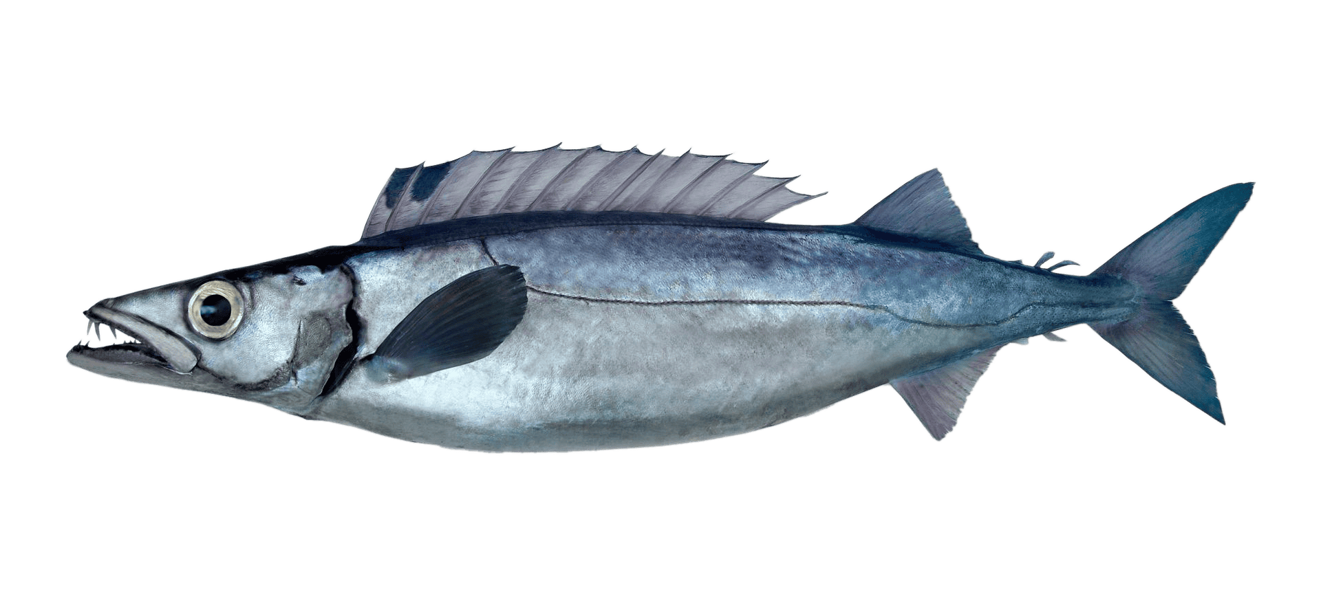 Gemfish