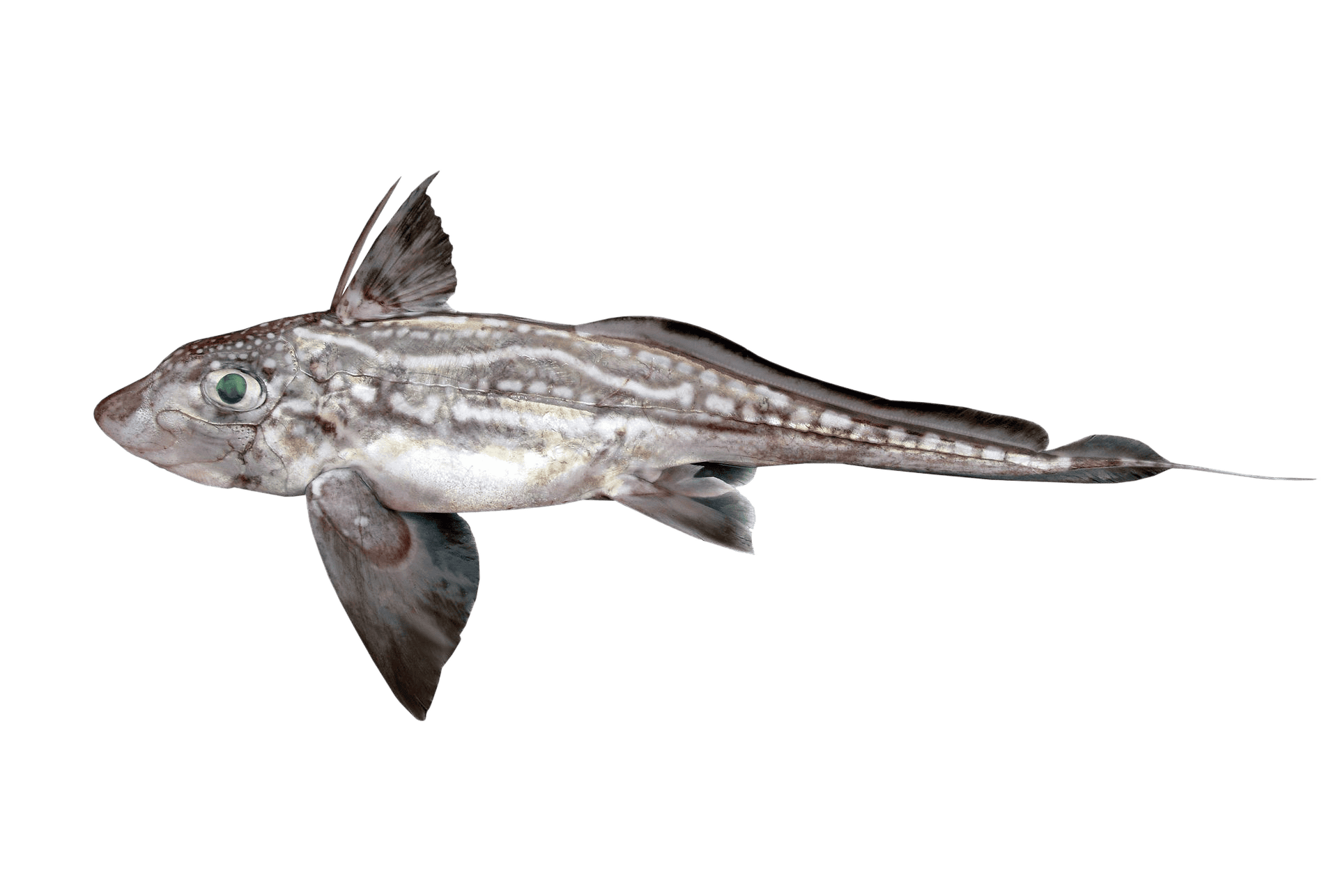Ghost shark