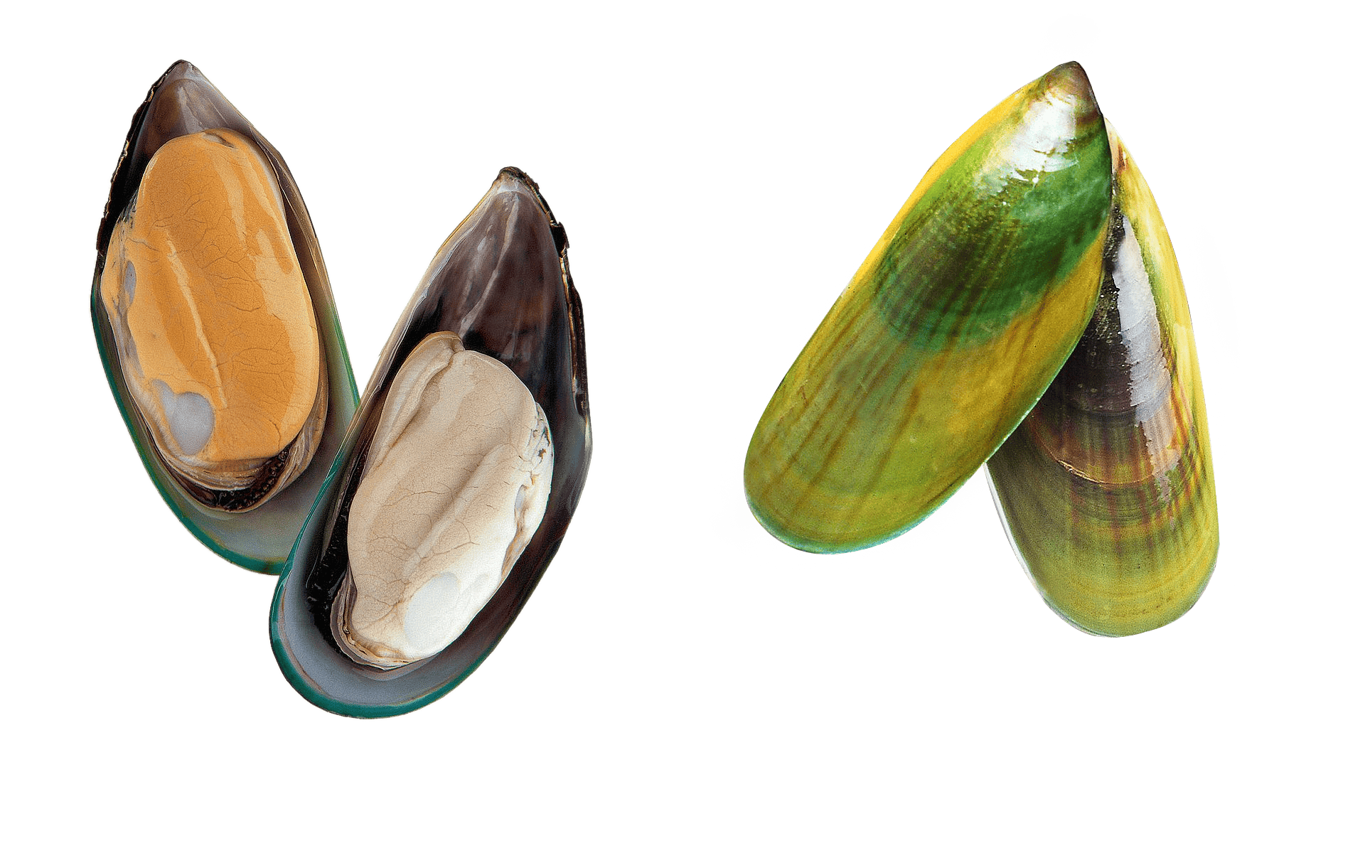 Greenshell™ mussel