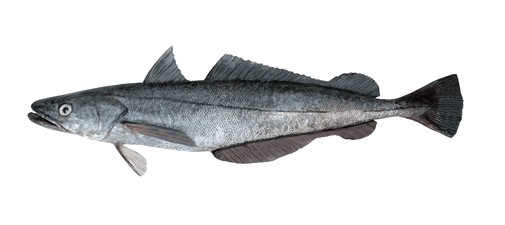 Hake