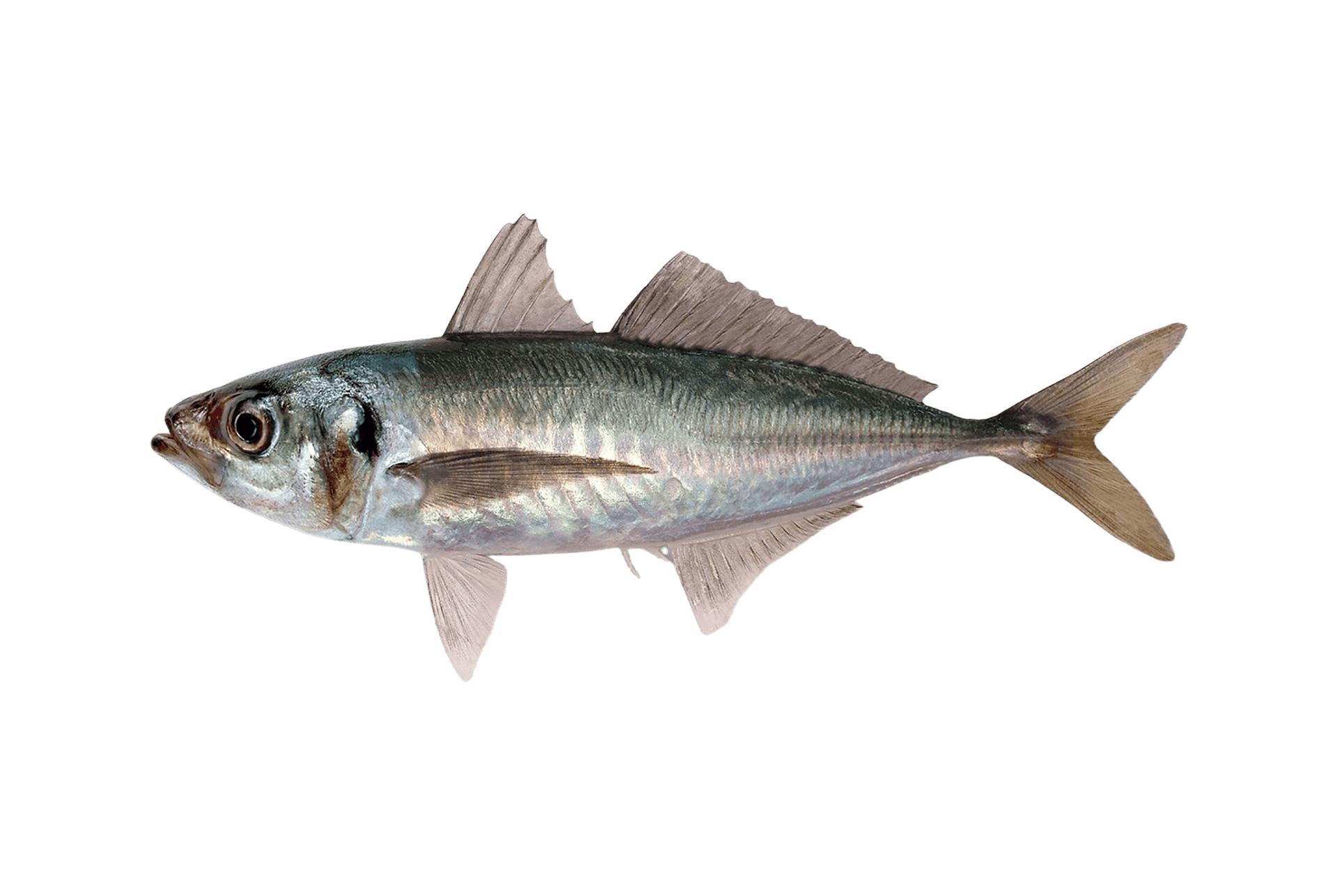 Jack mackerel