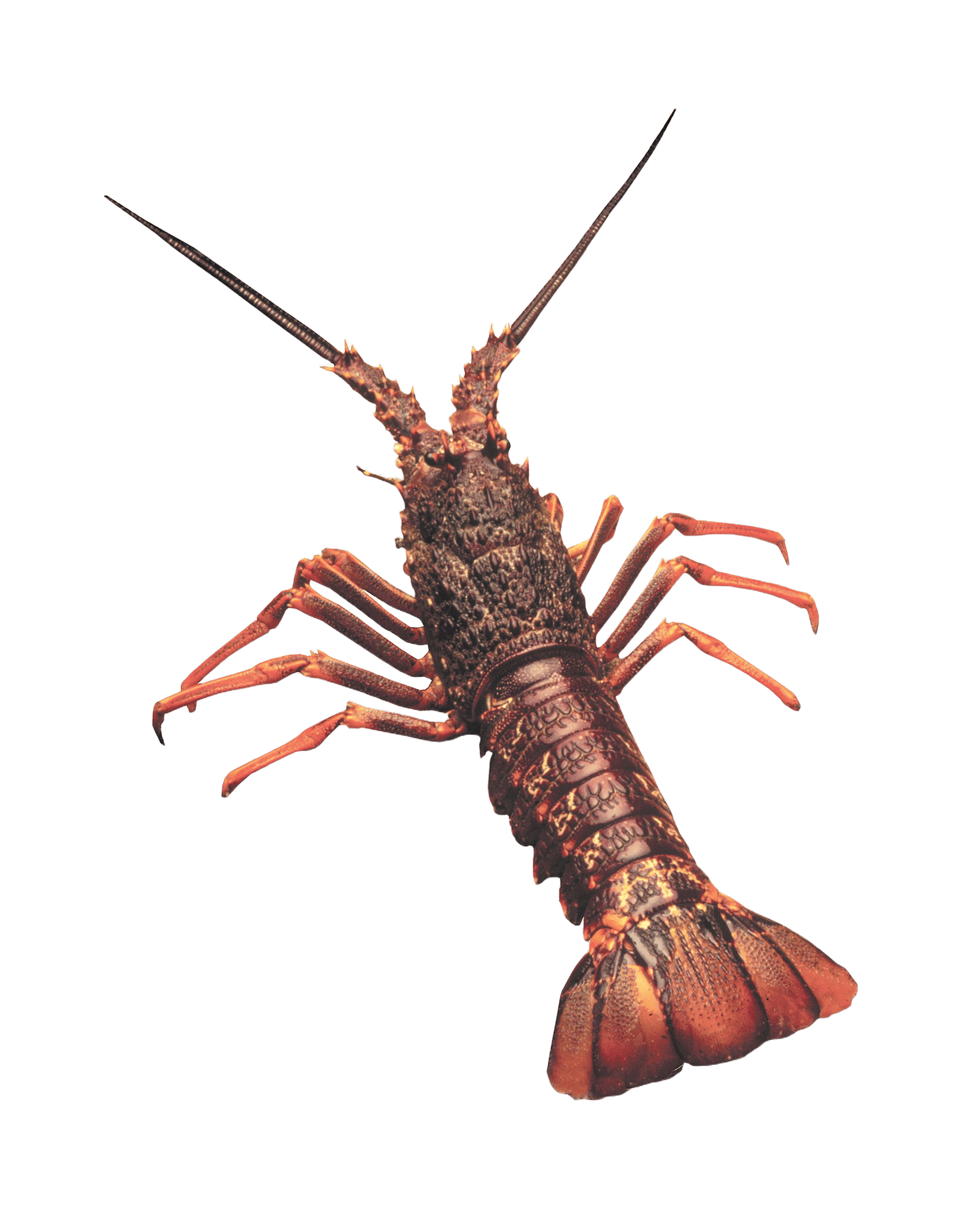 Packhorse rock lobster