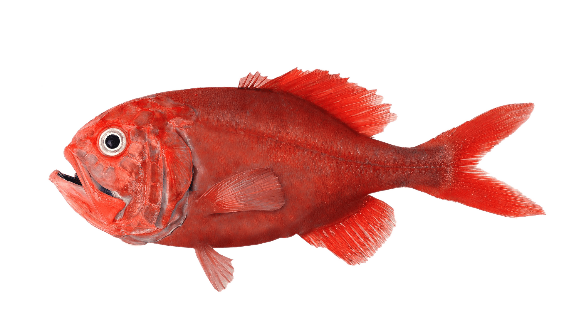 Orange roughy