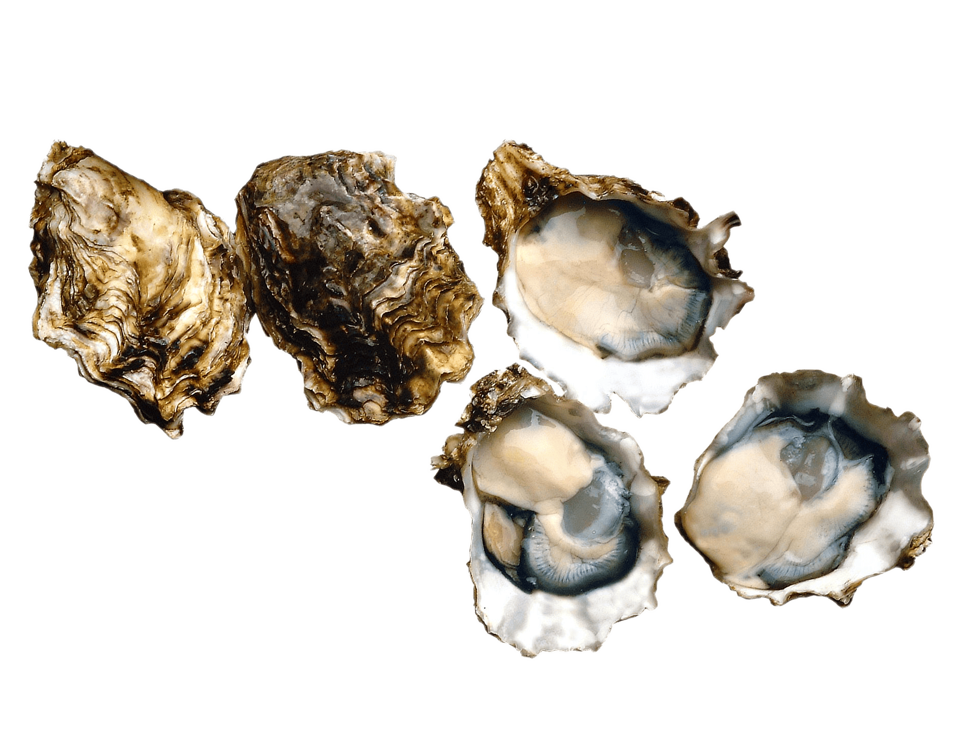 Pacific oysters