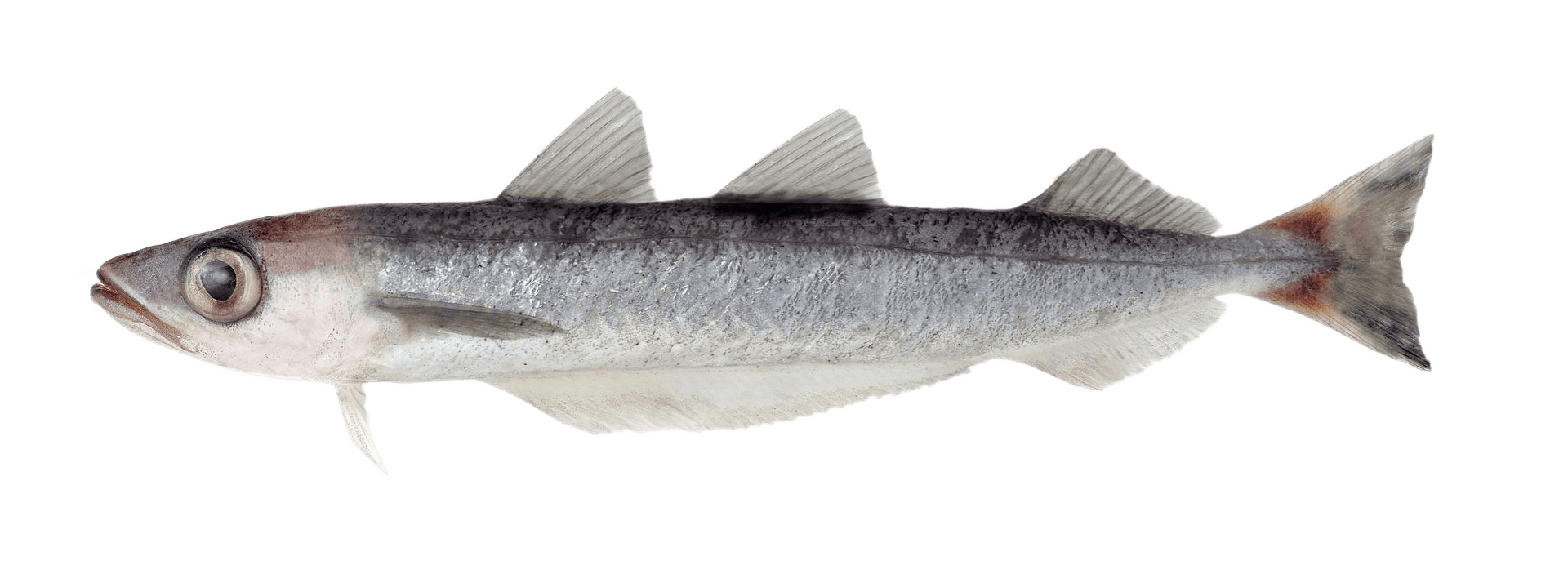 Southern blue whiting