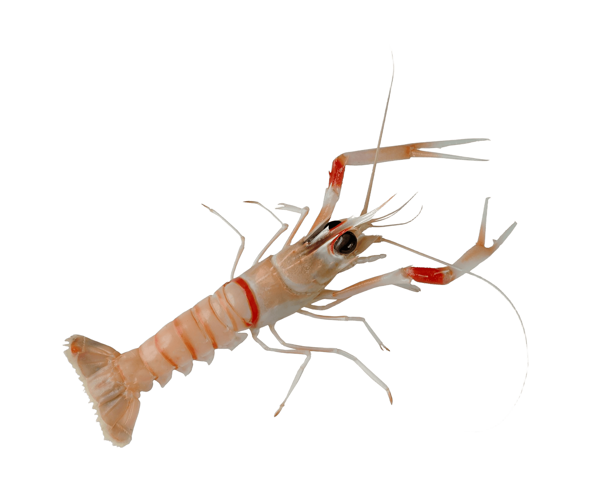 Scampi
