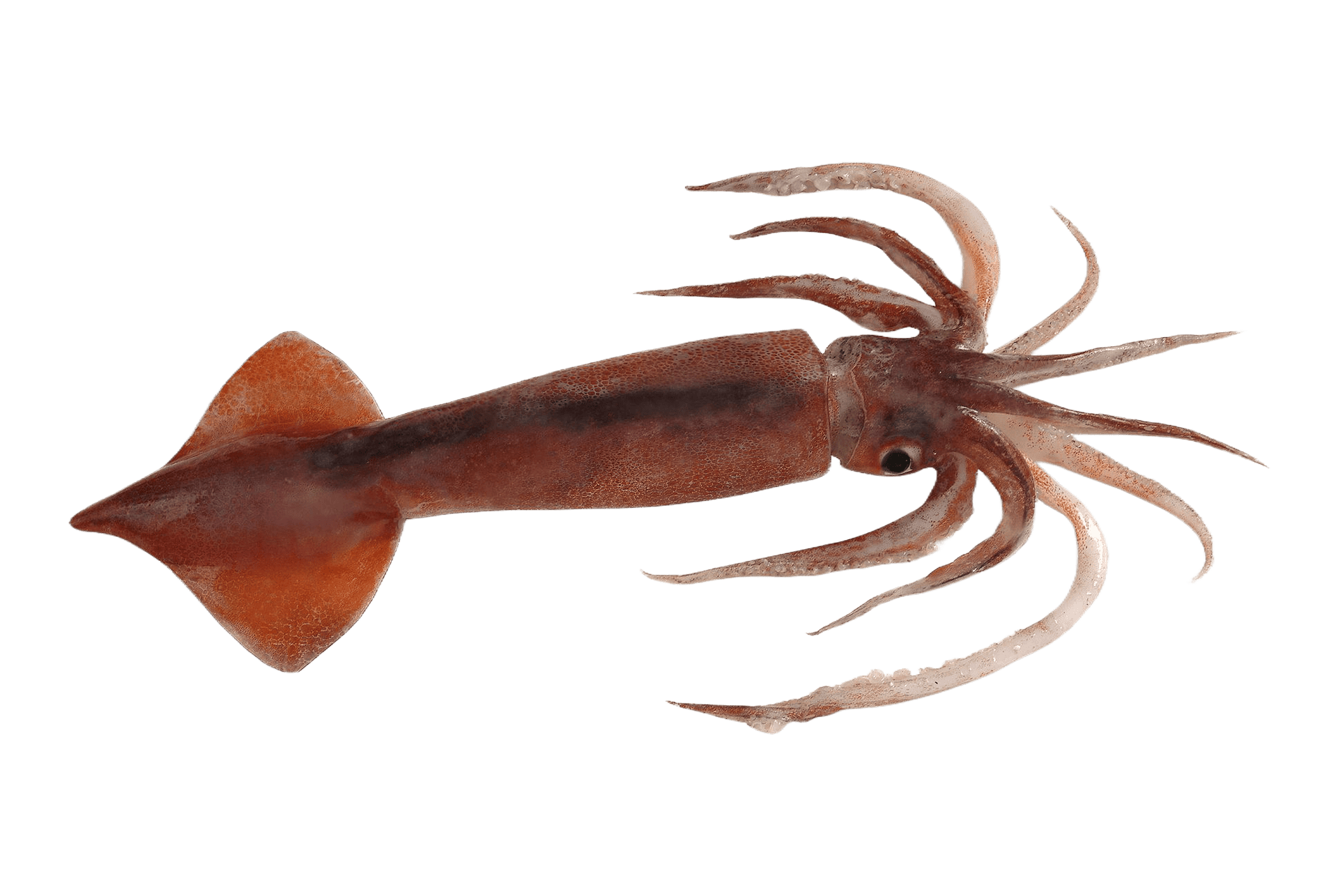 Arrow squid