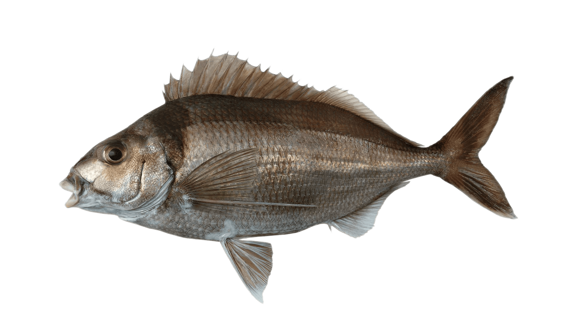Tarakihi