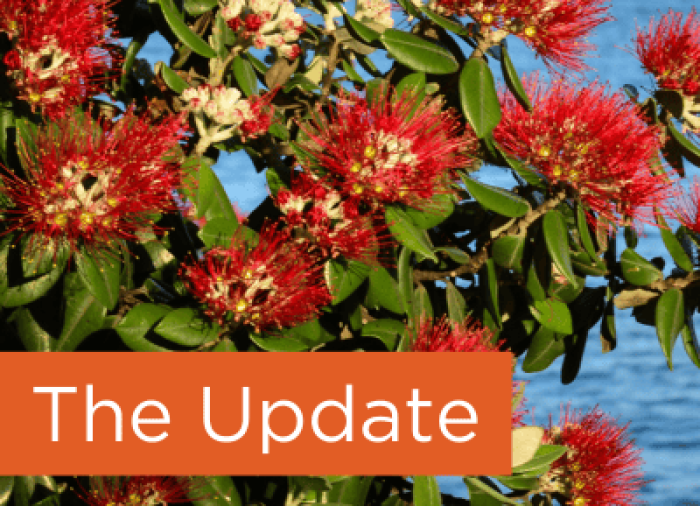 csm_Update_Pohutukawa_156fb03499